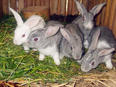 最新养兔业现状及发展趋势探讨,行业前沿动态与未来展望