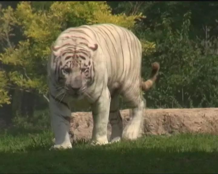 新澳今天最新资料晚上四不象,数字经济_EQJ34.110配送版