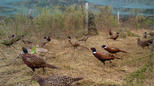 最新野鸡网,探索学习变革的力量,培育自信与成就感的源泉