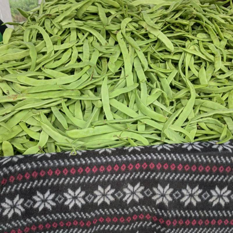 扁青最新价格揭秘,历史背景、重要事件与当下地位概览