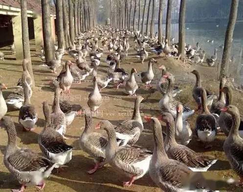 最新养鹅技术揭秘与探索,高效养鹅秘诀分享