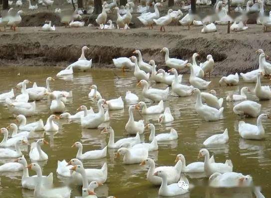 最新养鹅技术揭秘与探索,高效养鹅秘诀分享