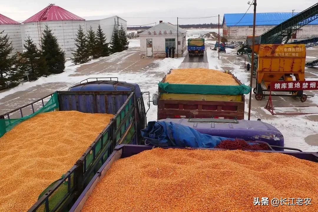 牡丹江玉米最新价格，市场走势与影响因素分析深度解读