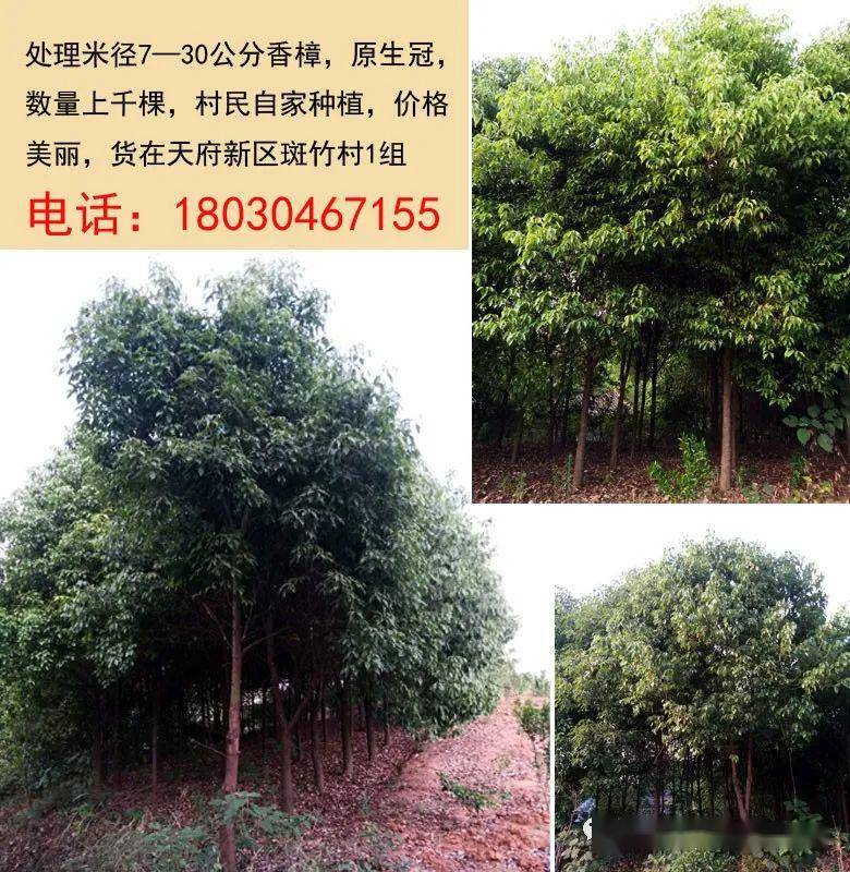 最新绿化苗木求购信息汇总🌿🌱
