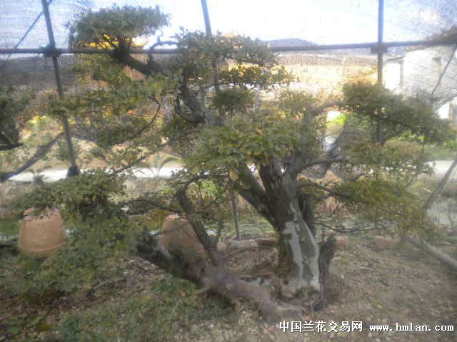 最新雀梅下山大桩，成长与自信的力量展现
