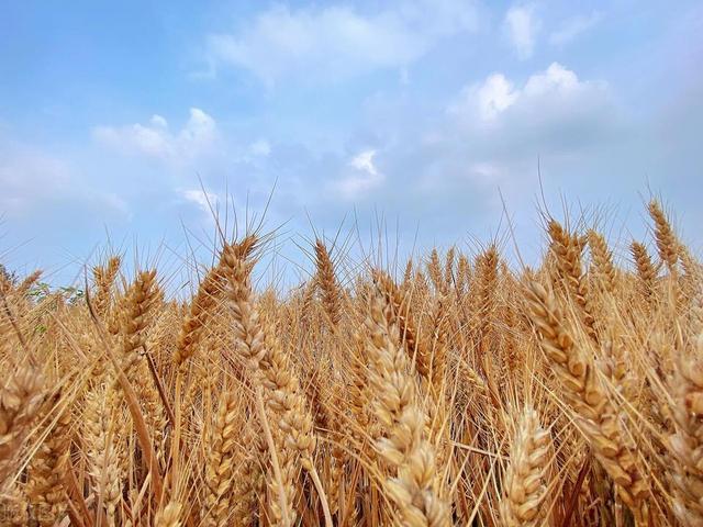 河南省小麦最新价格，时代印记与地位的体现