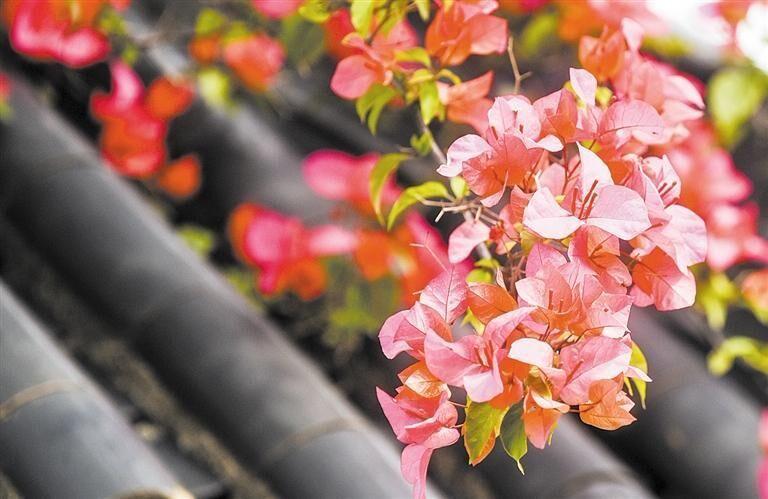 最新花舞，舞动人生，自信与成就感的绽放旅程