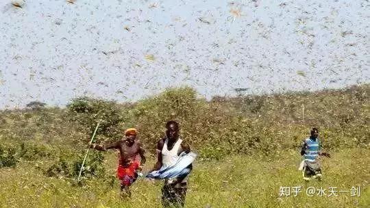 全球关注的蝗灾,最新数据及其影响深度解析