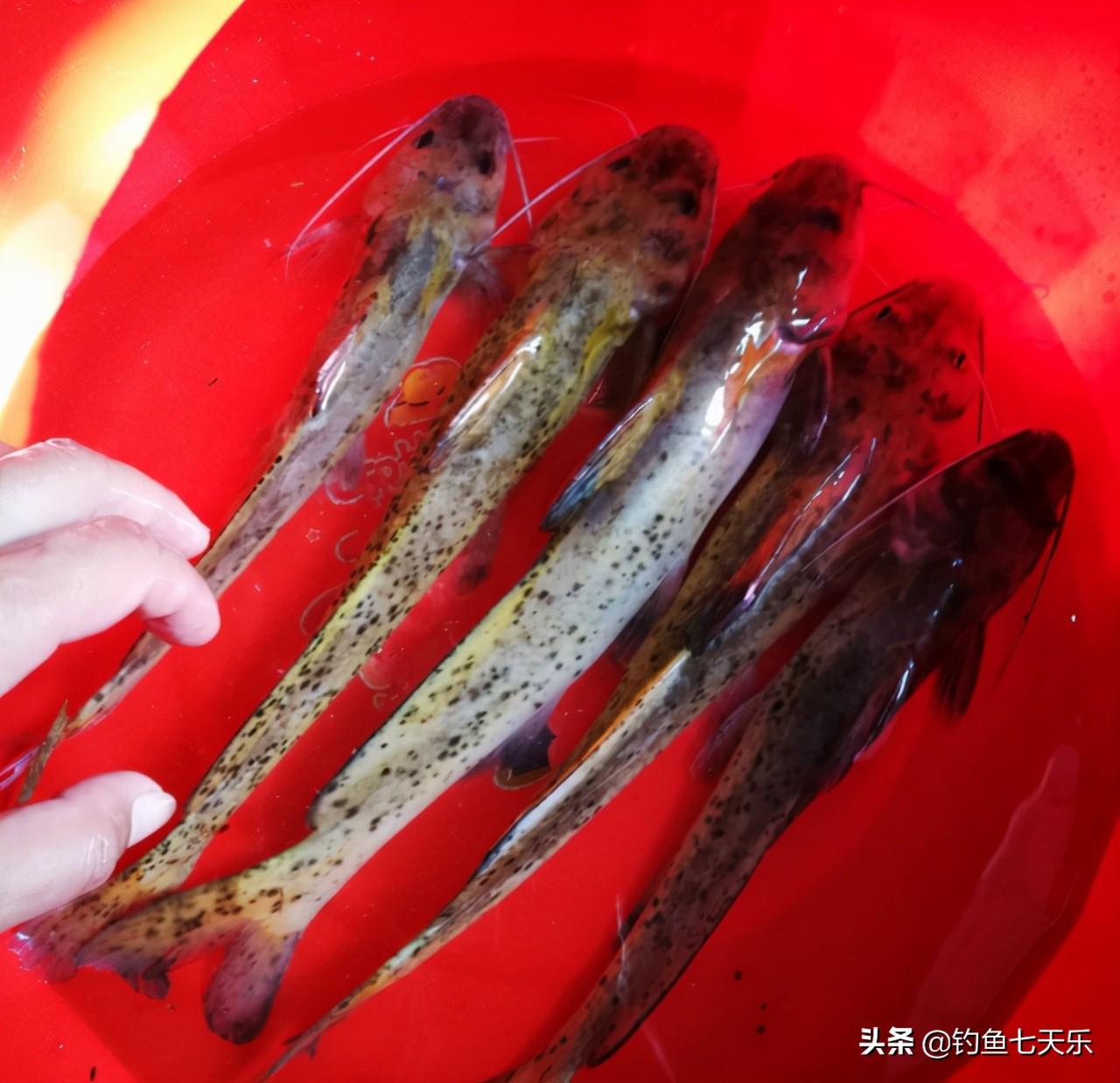 剑最新图片，友情的剑舞与家的温馨瞬间展示