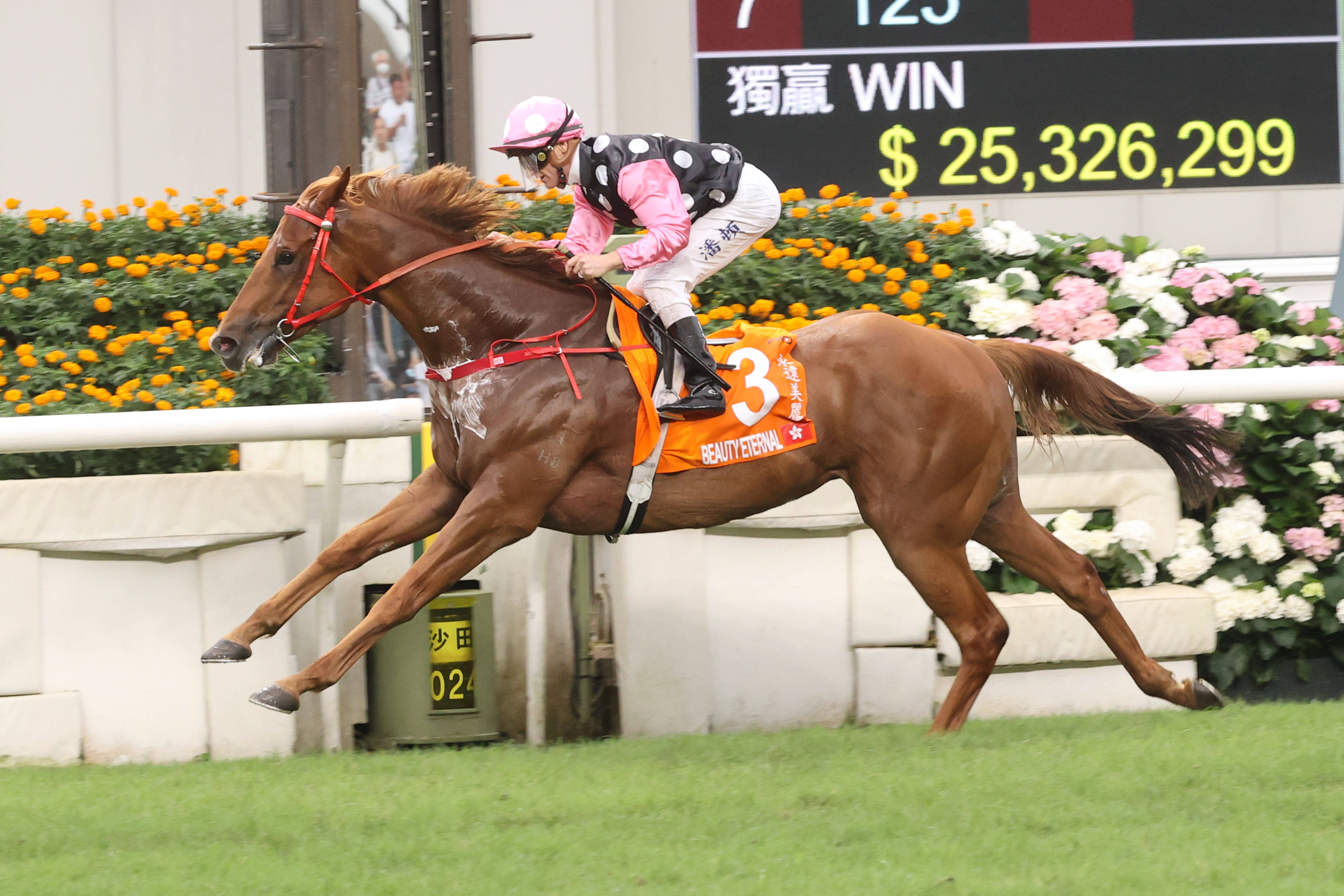 2024香港赛马全年免费资料,数据驱动方案_创新版85.365