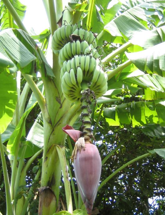 时代变迁下的芭蕉最新市场价格分析