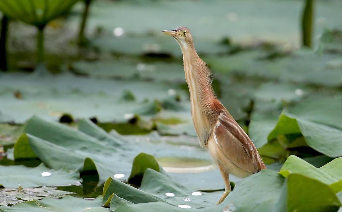 傻飞最新探秘,领略不一样的精彩世界!