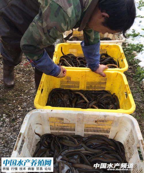 今日黄鳝贩子价格行情深度解析，市场走势与黄鳝市场热点探讨