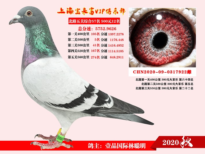 飞翔的力量与竞技魅力，上海信鸽比赛直播16在小红书热烈分享