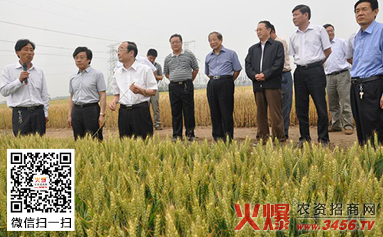 最新麦种资讯，耕耘希望，成就自信与收获之路