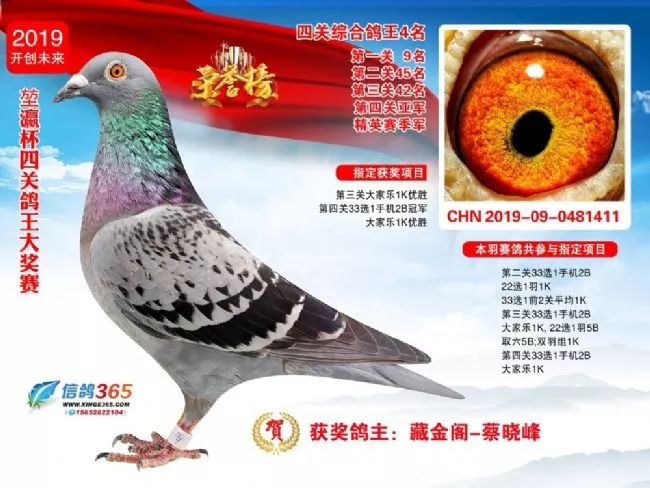 上海信鸽网比赛直播及观看步骤指南