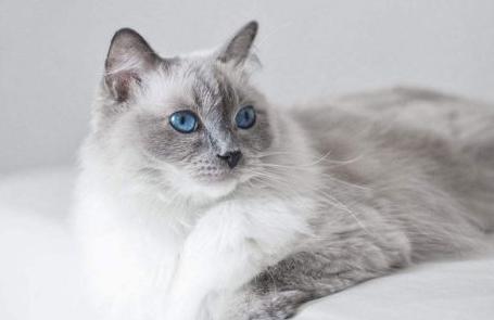 最新猫型号，时代宠儿的瞩目之选