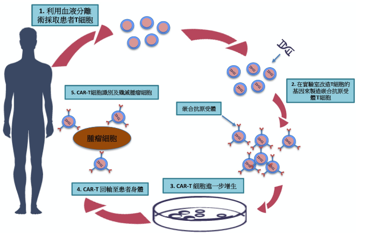 最新免疫疗法,最新免疫疗法,一场前沿的医学观点之争