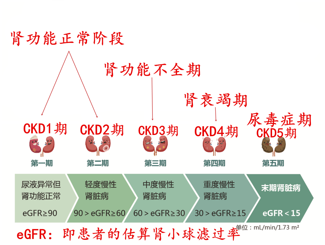深入了解慢性肾脏病的最新分期与分类进展