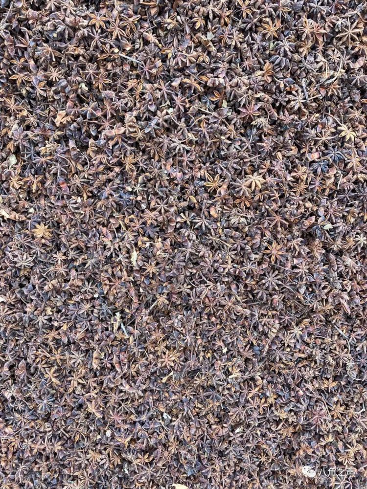 八角最新行情详解,获取市场动态与理解价格变化之道