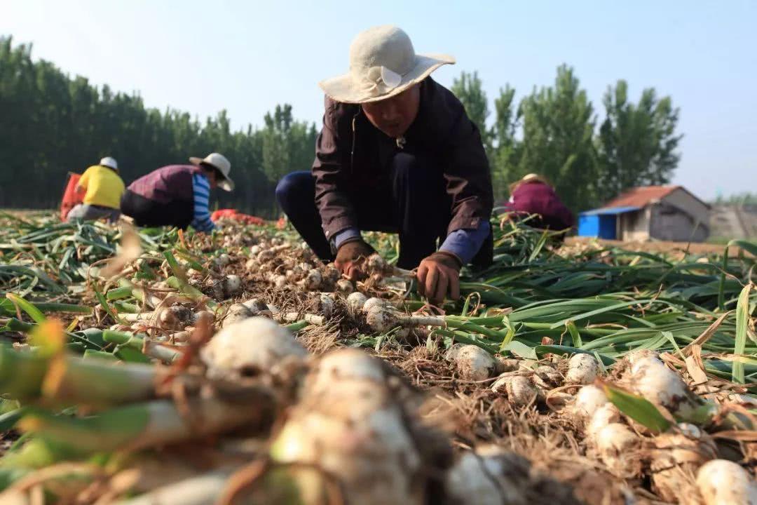 兰陵大蒜最新价格行情解析，获取与解读大蒜价格信息的指南