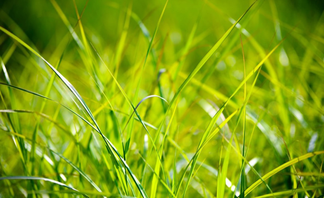 久草在线,友谊播种与免费欢乐的播种日体验