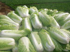 山东白菜最新行情解析,价格走势详解及获取渠道指南