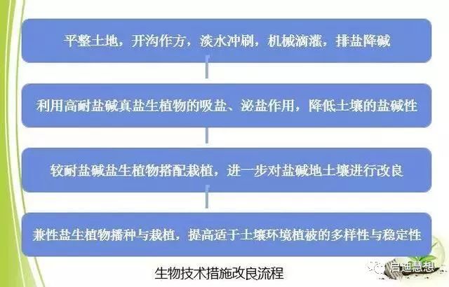 盐碱地改良新技术揭秘，小巷深处的绿色奇迹奇迹诞生记