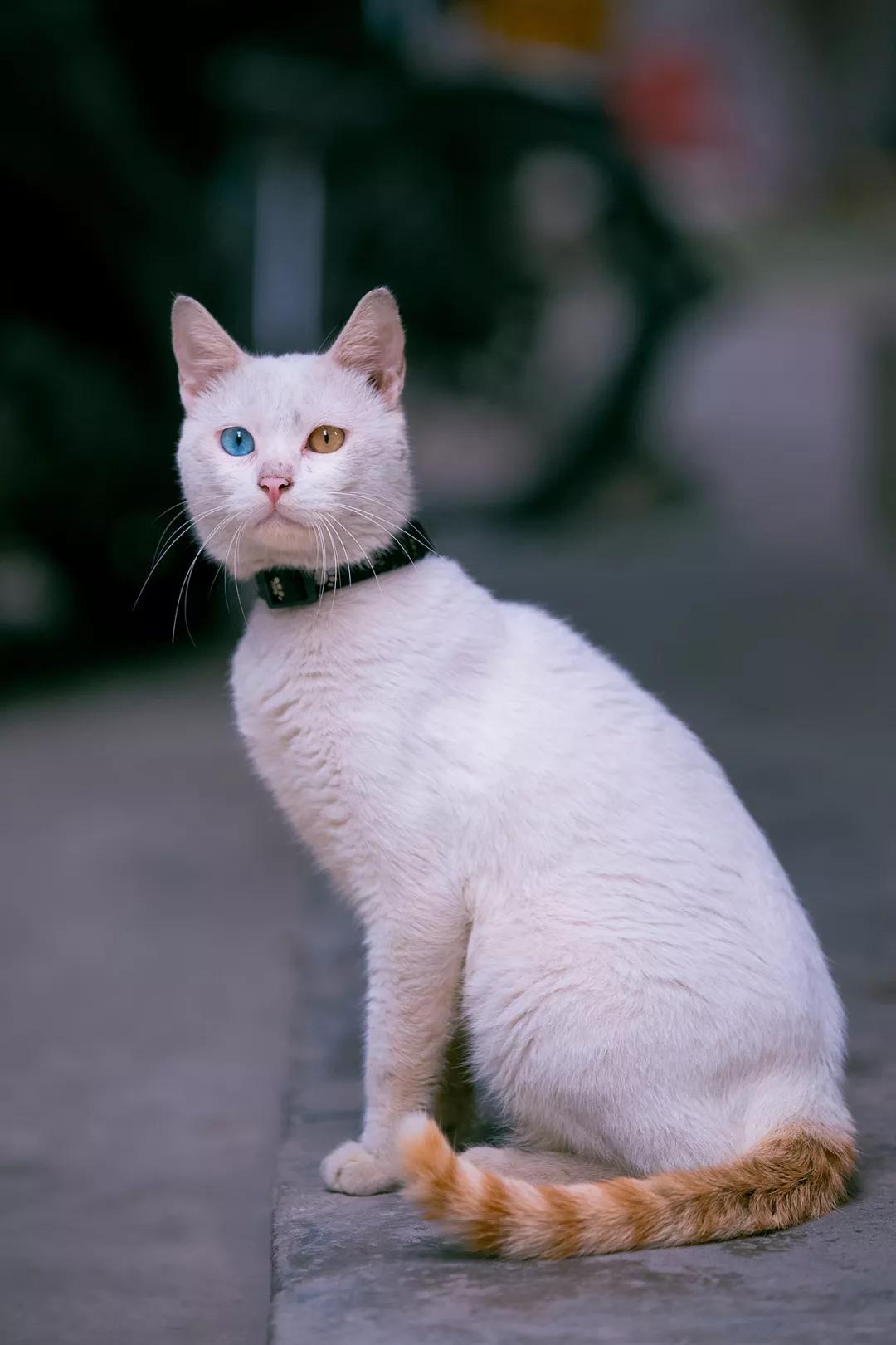 最新萌猫,最新萌猫，小巷深处的特色猫店探秘