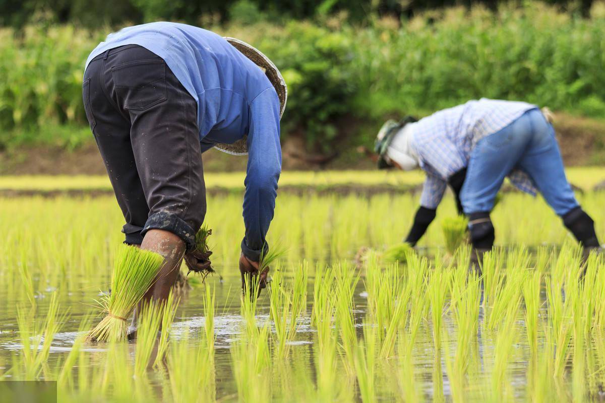 农民新称号,智慧星勇者的土地之旅