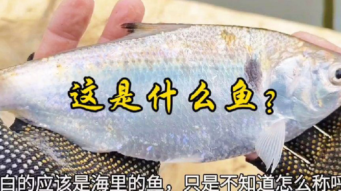 温馨有趣的最新逮鱼记，一段捉鱼的日常乐趣