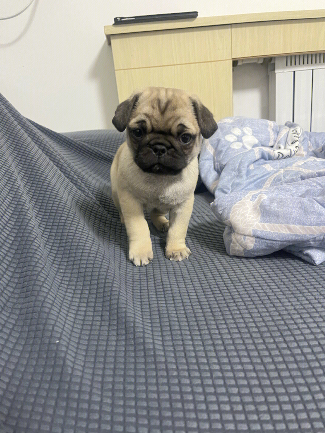 巴哥时代印记,最新背景与重大事件回顾