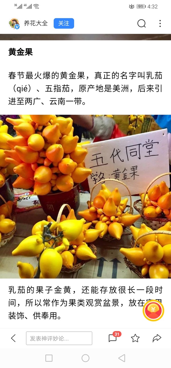 热带水果新星，最新黄金果介绍