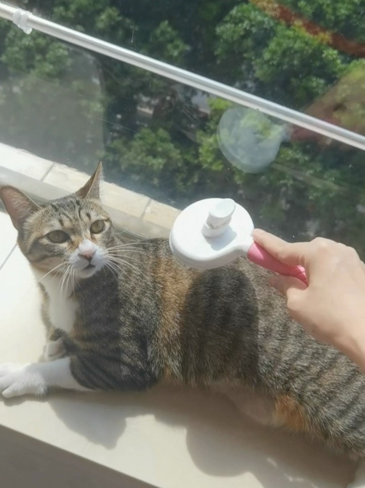 猫咪最新VIP，自然美景的心灵之旅